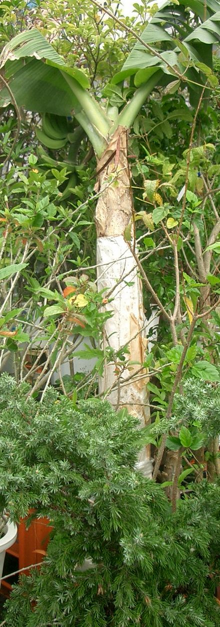 本土でバナナを鉢栽培される方に参考になる鉢植えバナナ 安全 安心 にこだわる 島バナナ の栽培日記 In沖縄
