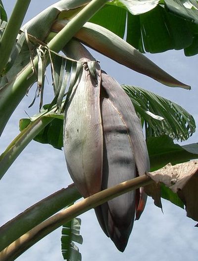 バナナの花芽が出てから収穫までの期間 安全 安心 にこだわる 島バナナ の栽培日記 In沖縄
