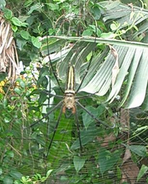 自宅で日本最大のクモを発見 その２ 安全 安心 にこだわる 島バナナ の栽培日記 In沖縄