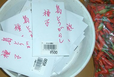 051213島唐辛子種子.jpg