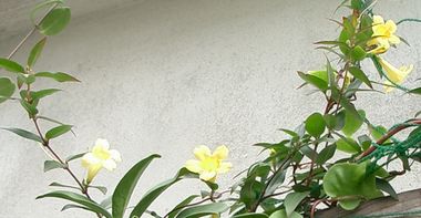 060208イエロージャスミンの花.jpg
