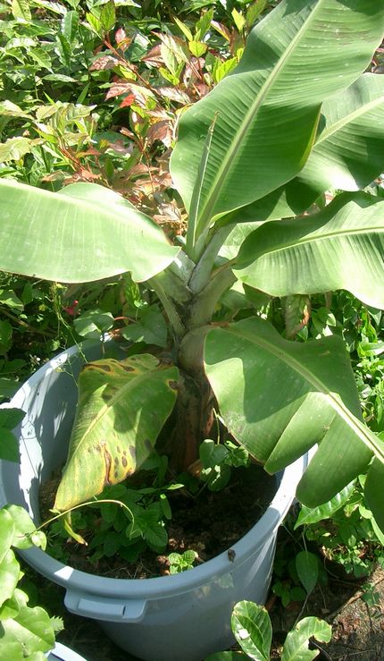 07040909ペール栽培BANANA1-2.jpg