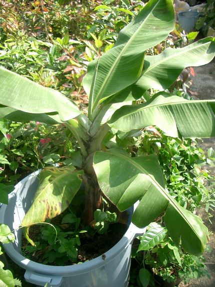 07040909ペール栽培BANANA1.jpg
