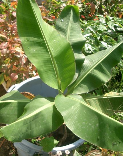 07040909ペール栽培BANANA2-2.jpg