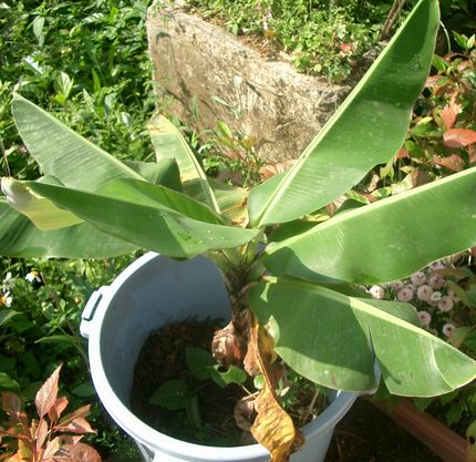 07040909ペール栽培BANANA2.jpg