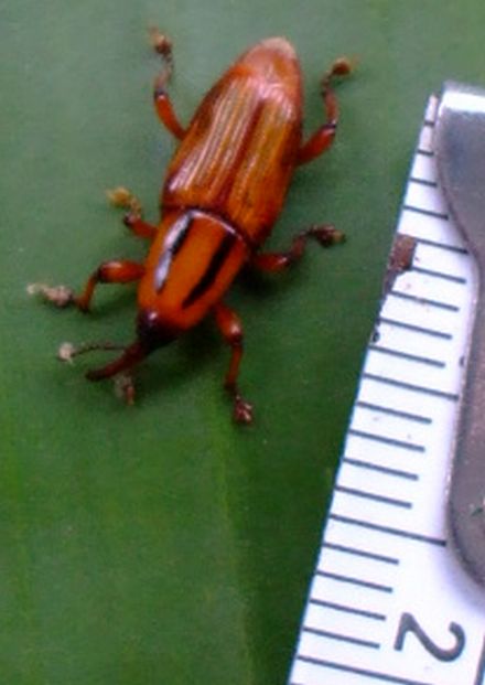 070501バナナゾウムシ6-6.JPG