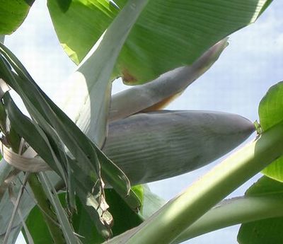 バナナの花芽が出てから収穫までの期間 安全 安心 にこだわる 島バナナ の栽培日記 In沖縄