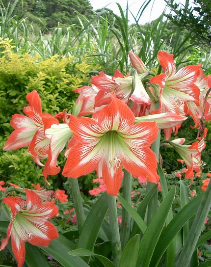 アマリリス(ピンク).jpg