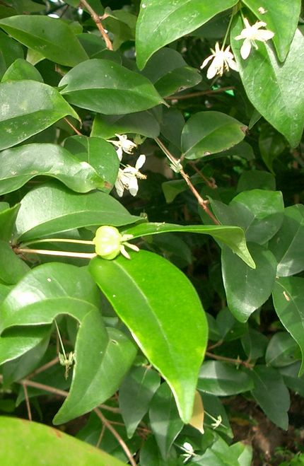 ピタンガの花とタ.jpg