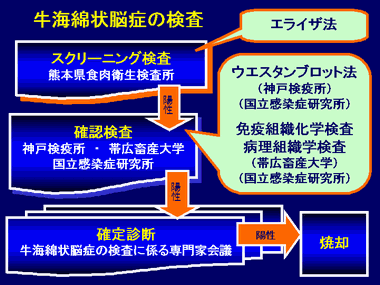 牛海綿状脳症検査.gif