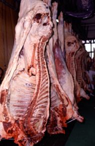 牛肉.jpg