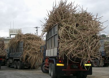 製糖工場で順番を待つトラック3.jpg