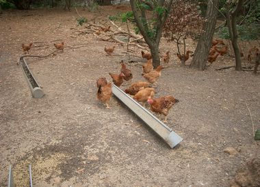 放し飼いの様子.jpg