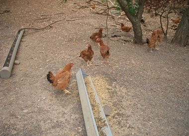放し飼いの様子2.jpg