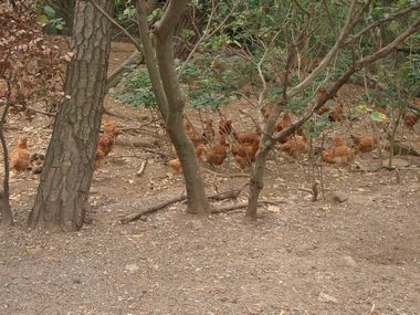 放し飼いの様子3.jpg