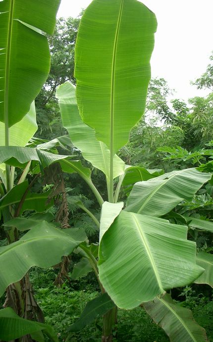 バナナの葉の利用 安全 安心 にこだわる 島バナナ の栽培日記 In沖縄